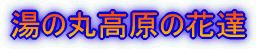 �R�̉ԒB